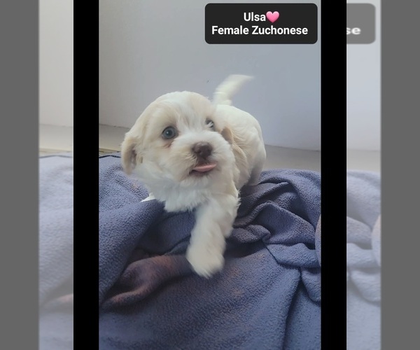 Medium Photo #2 Havanese-Zuchon Mix Puppy For Sale in TUCSON, AZ, USA