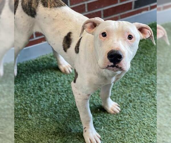 Medium Photo #1 American Pit Bull Terrier Puppy For Sale in Edmond, OK, USA