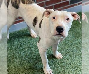 American Pit Bull Terrier Dogs for adoption in Edmond, OK, USA