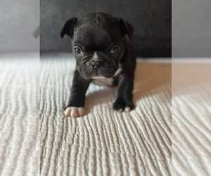 Medium French Bulldog