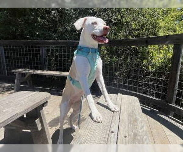 Medium Photo #4 Catahoula Leopard Dog-Unknown Mix Puppy For Sale in Santa Cruz, CA, USA