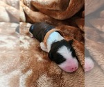 Small #8 Sheepadoodle