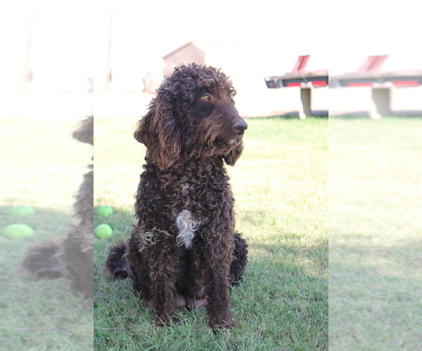 Medium Photo #1 Labradoodle Puppy For Sale in BUCKEYE, AZ, USA