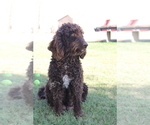 Small Photo #1 Labradoodle Puppy For Sale in BUCKEYE, AZ, USA