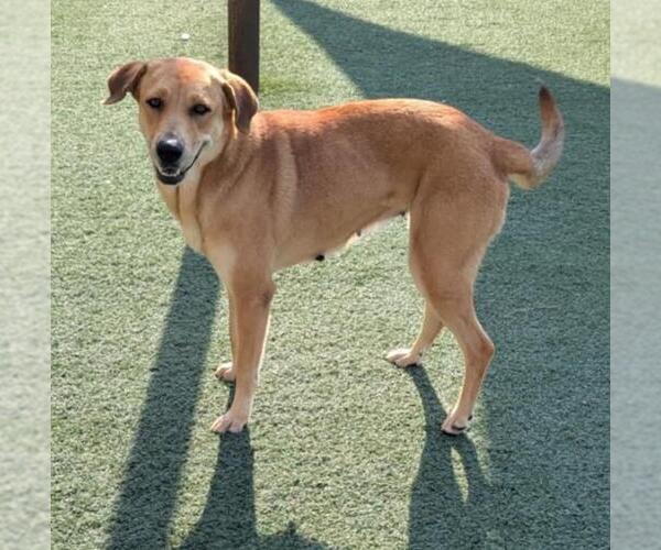 Medium Photo #3 Golden Labrador Puppy For Sale in Rockwall, TX, USA