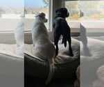 Small #6 American Pit Bull Terrier Mix