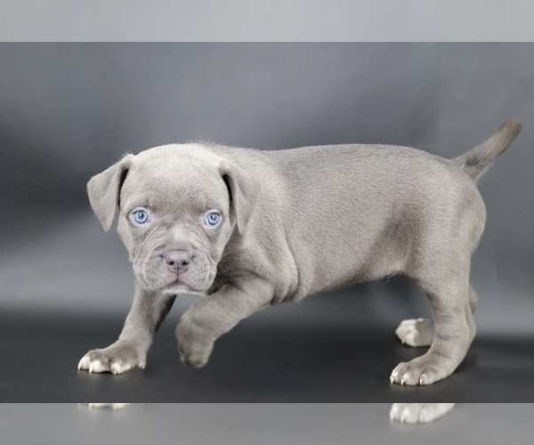 Medium Photo #3 American Bully Puppy For Sale in CHAMPAIGN, IL, USA