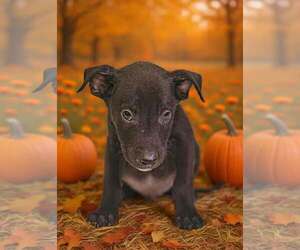 Henley 26/795 - Male American Pit Bull Terrier-Unknown Mix Dog for Adoption - Photo #6