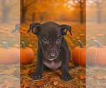 Small Photo #6 American Pit Bull Terrier-Unknown Mix Puppy For Sale in Talladega, AL, USA
