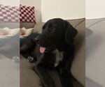 Small #9 Mutt