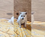 Small #2 Pomsky