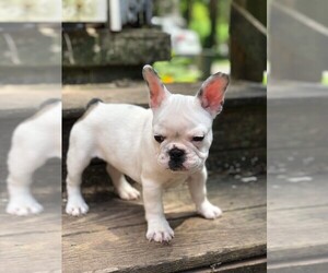French Bulldog Puppy for sale in READING, PA, USA