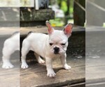 Small Photo #1 French Bulldog Puppy For Sale in READING, PA, USA