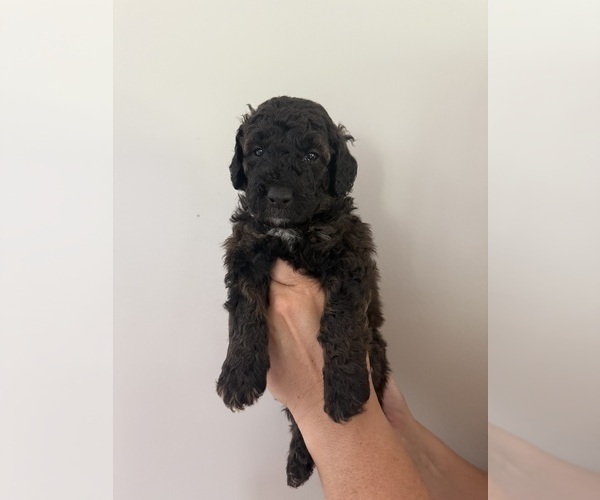 Medium Photo #41 Bernedoodle Puppy For Sale in MOULTON, AL, USA