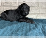 Small Photo #5 Aussiedoodle Puppy For Sale in INDIANAPOLIS, IN, USA