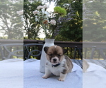 Small #24 Pembroke Welsh Corgi