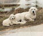 Small #30 Great Pyrenees Mix