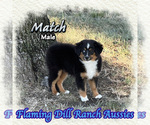 Small Miniature Australian Shepherd