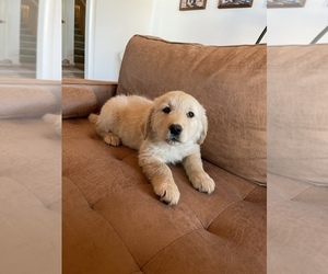 Golden Retriever Puppy for sale in SOLVANG, CA, USA