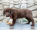 Small #2 Labrador Retriever