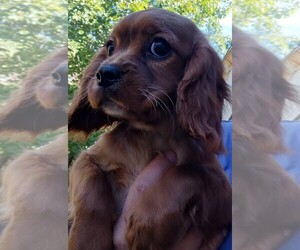 Cavalier King Charles Spaniel Puppy for sale in EAST PROVIDENCE, RI, USA