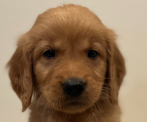 Golden Retriever Puppy for sale in COLUMBUS, IN, USA