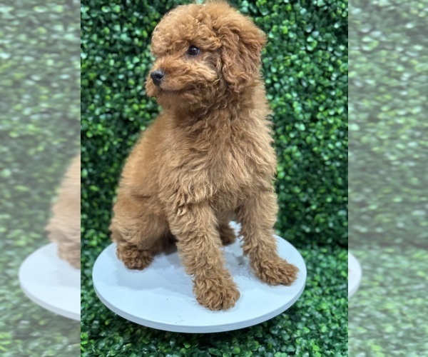 Medium Photo #3 Poodle (Miniature) Puppy For Sale in CHICAGO, IL, USA