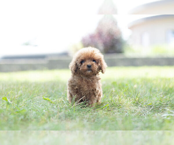 Medium Photo #13 Poodle (Miniature) Puppy For Sale in WARSAW, IN, USA