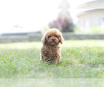Small Photo #13 Poodle (Miniature) Puppy For Sale in WARSAW, IN, USA