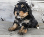 Small Bernedoodle