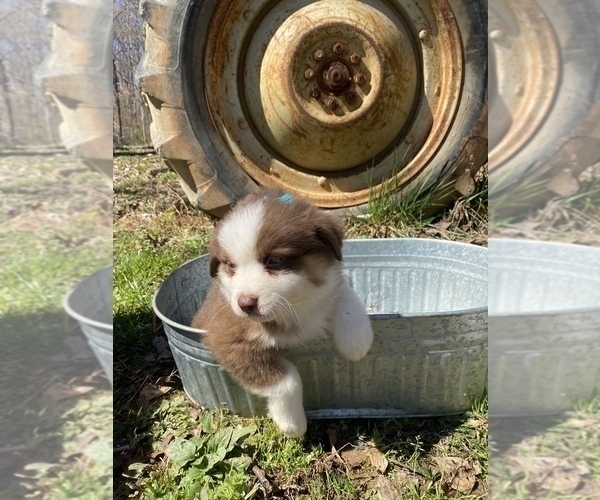 Medium Photo #9 Miniature Australian Shepherd Puppy For Sale in ARCHDALE, NC, USA