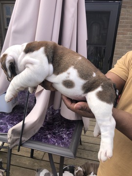 Medium Photo #3 Bulldog Puppy For Sale in LOUISVILLE, KY, USA