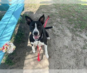 American Pit Bull Terrier-Labrador Retriever Mix Dogs for adoption in Ocala, FL, USA