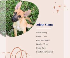 Mutt Dogs for adoption in Naples, FL, USA