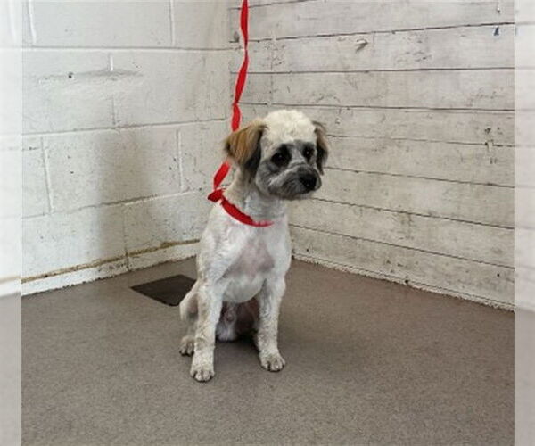 Medium Photo #1 Lhatese Puppy For Sale in San Bernardino, CA, USA