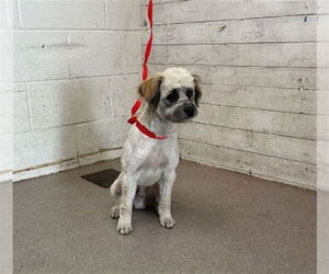 Lhatese Dogs for adoption in San Bernardino, CA, USA