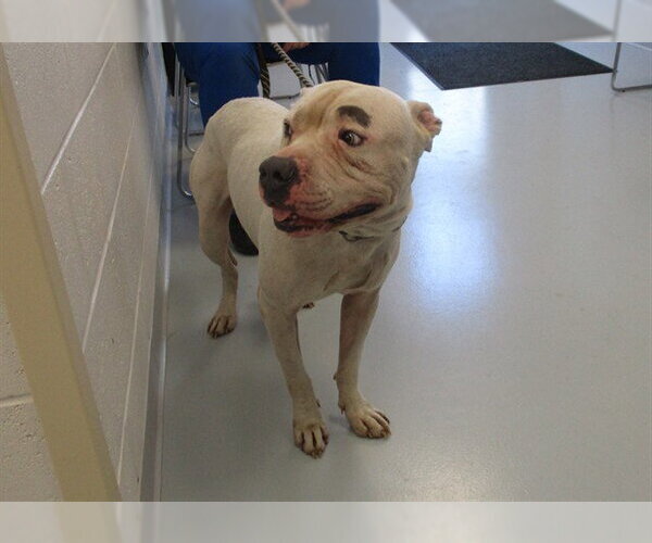 Medium Photo #1 American Pit Bull Terrier Puppy For Sale in Ocala, FL, USA