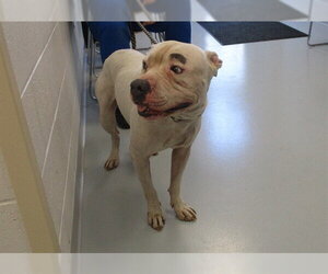 American Pit Bull Terrier Dogs for adoption in Ocala, FL, USA