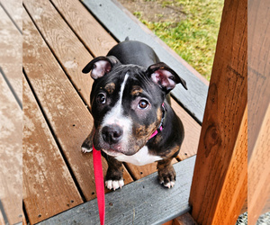 American Bully Puppy for sale in NEWPORT, WA, USA