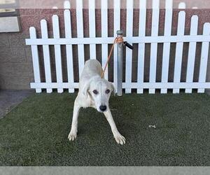 Labrador Retriever Dogs for adoption in Modesto, CA, USA