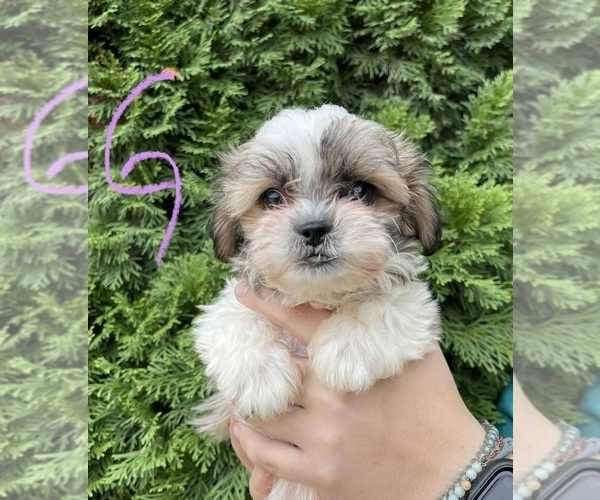Medium Photo #2 Zuchon Puppy For Sale in ROANOKE, IL, USA