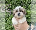 Small Photo #2 Zuchon Puppy For Sale in ROANOKE, IL, USA