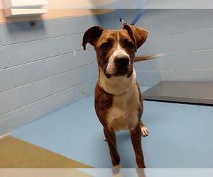Boxer-Unknown Mix Dogs for adoption in Moreno Valley, CA, USA