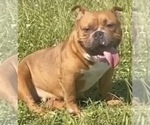 Small Photo #1 American Bully Puppy For Sale in TAMPA, FL, USA