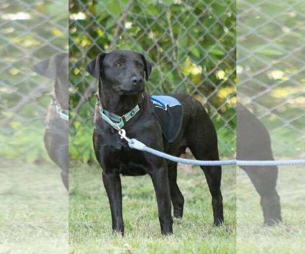 Medium Photo #1 Labrador Retriever-Unknown Mix Puppy For Sale in Rustburg, VA, USA