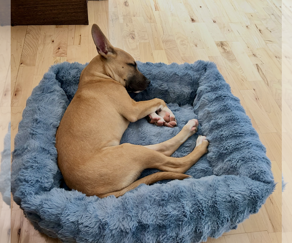 Medium Photo #9 German Shepherd Dog-Unknown Mix Puppy For Sale in Polson, MT, USA