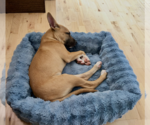 Small Photo #9 German Shepherd Dog-Unknown Mix Puppy For Sale in Polson, MT, USA