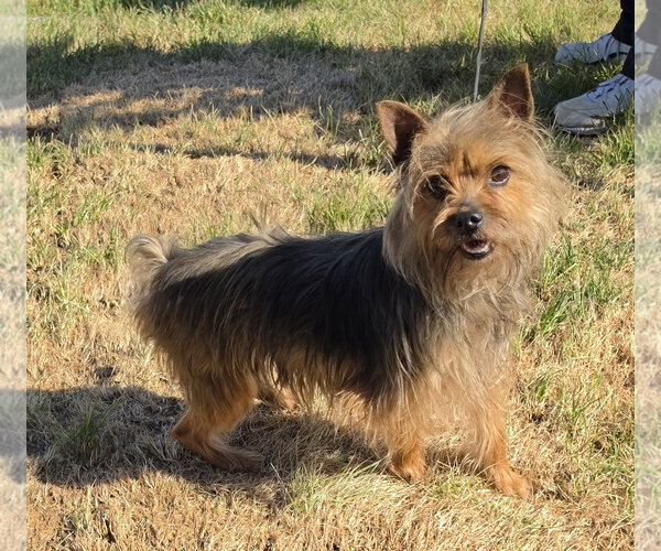 Medium Photo #2 Mutt Puppy For Sale in Lexington Park, MD, USA