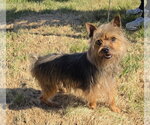 Small #1 Mutt