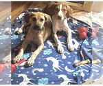Small #1 Beagle Mix